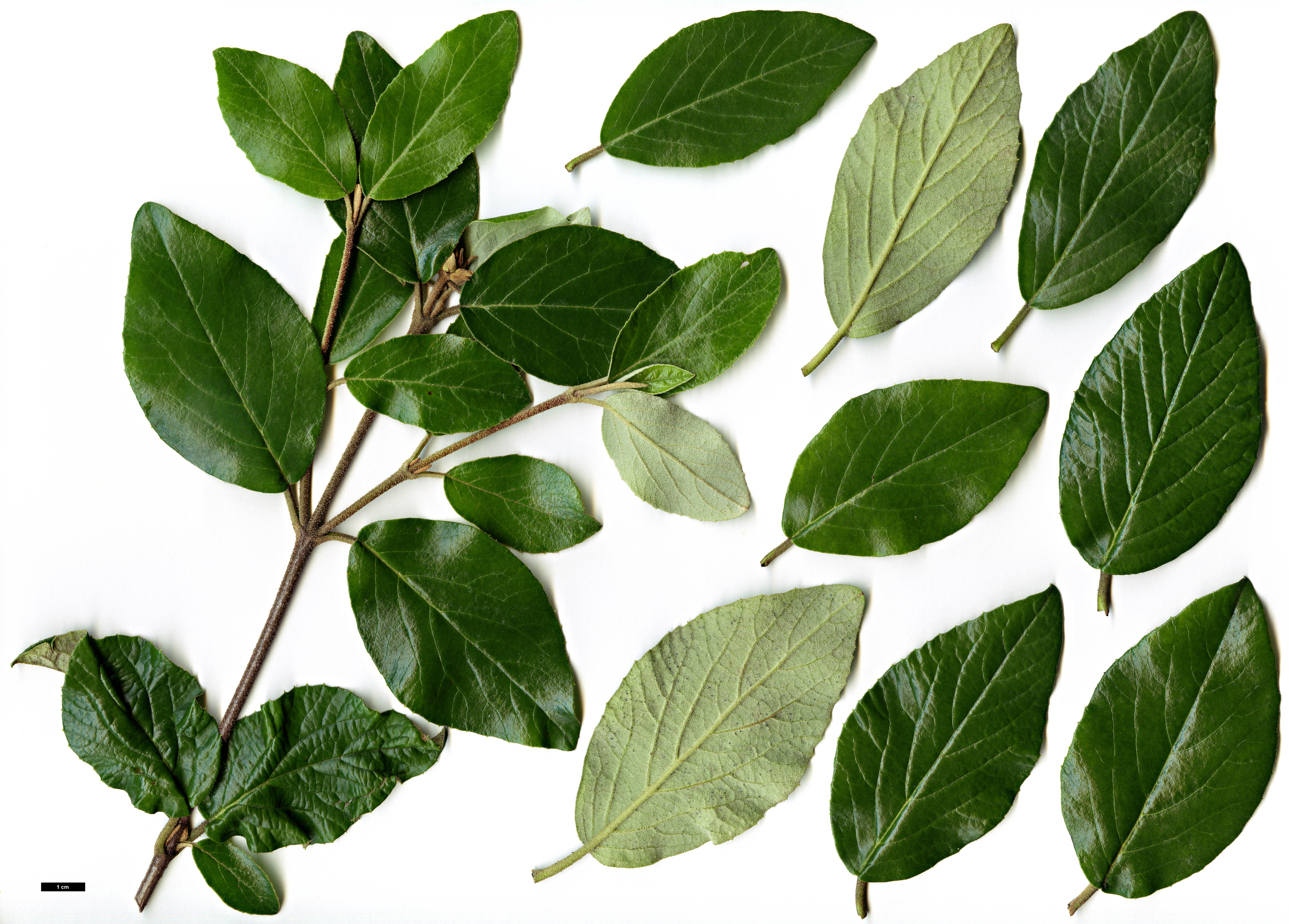 High resolution image: Family: Adoxaceae - Genus: Viburnum - Taxon: 'Chesapeake' (V.carlcephalum × V.utile)